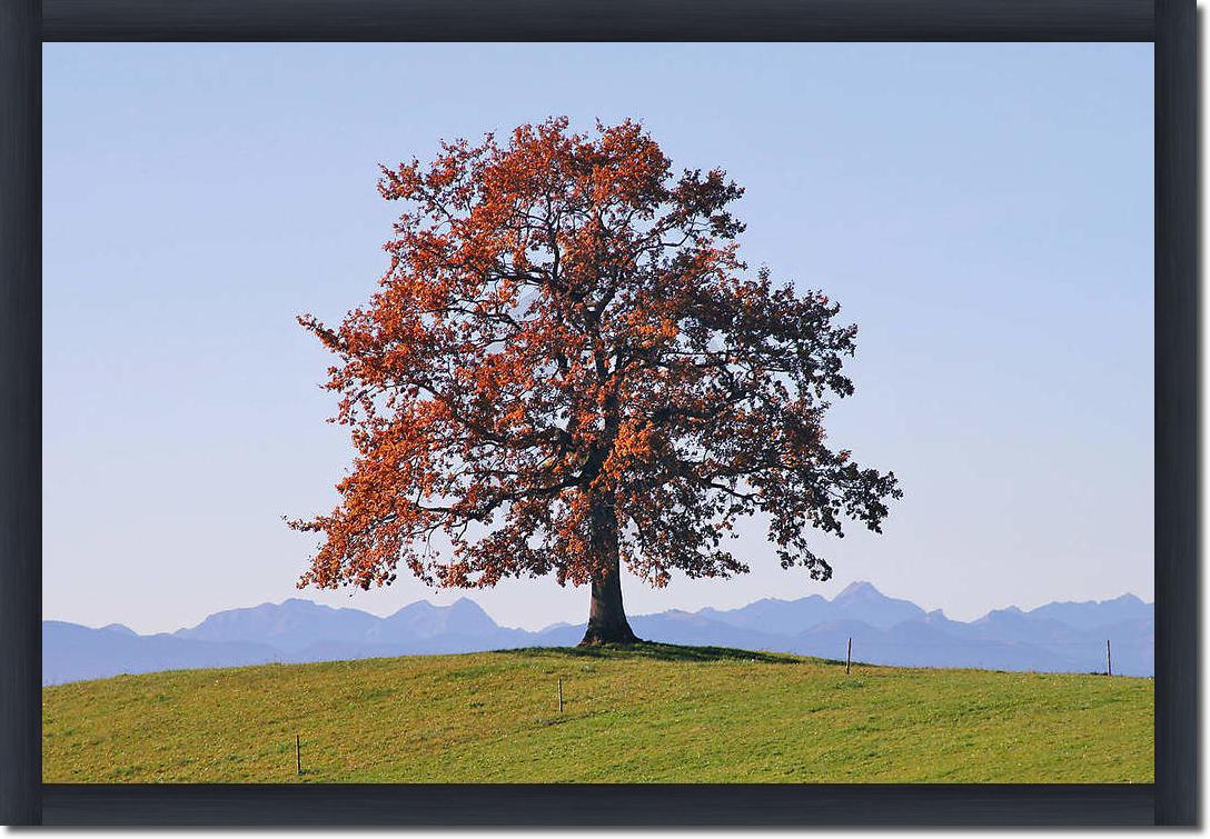 Der Baum                         von Gerhard Rossmeissl