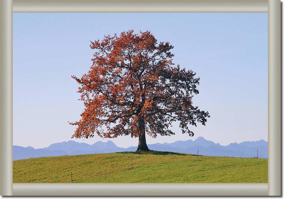 Der Baum                         von Gerhard Rossmeissl