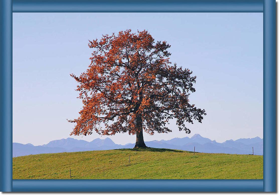 Der Baum                         von Gerhard Rossmeissl