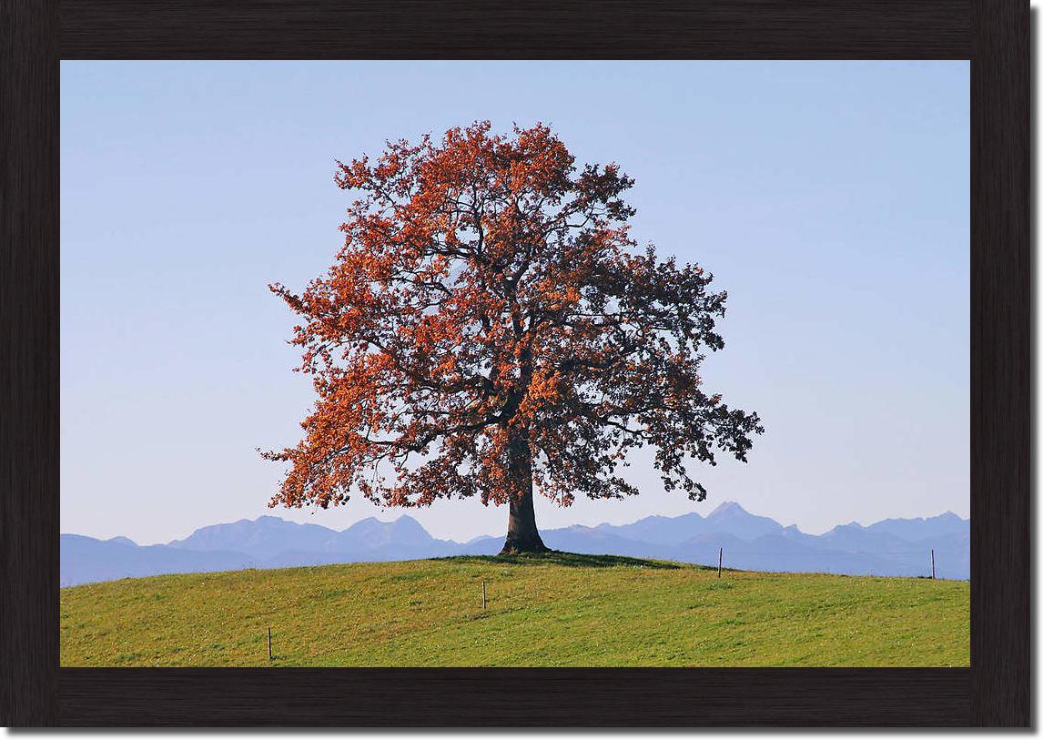 Der Baum                         von Gerhard Rossmeissl