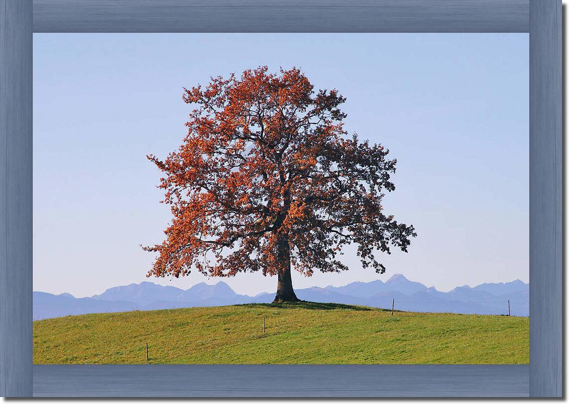 Der Baum                         von Gerhard Rossmeissl