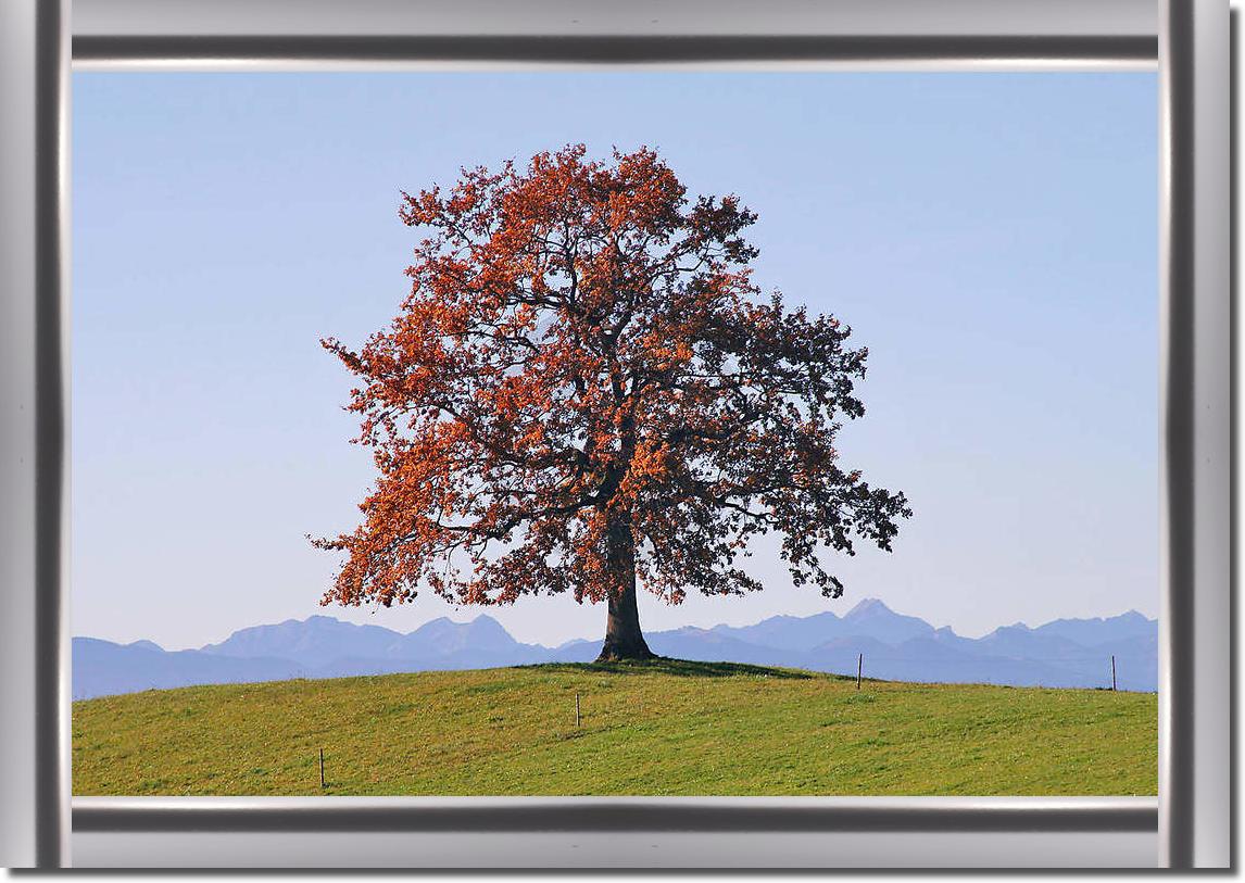 Der Baum                         von Gerhard Rossmeissl