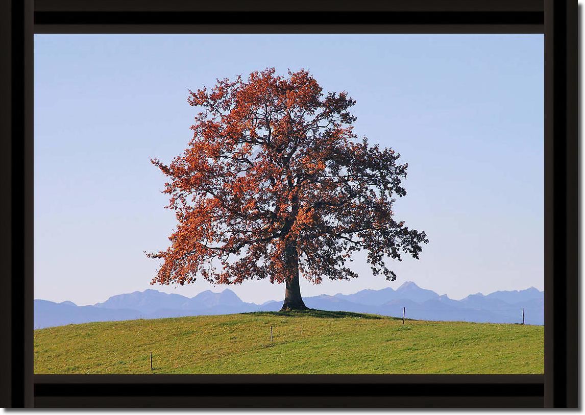 Der Baum                         von Gerhard Rossmeissl