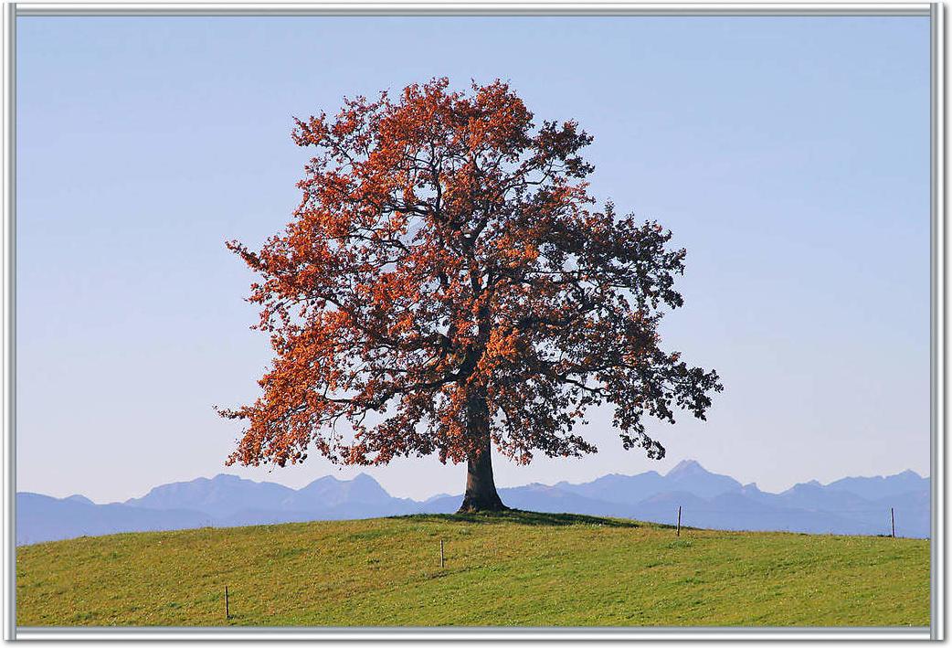 Der Baum                         von Gerhard Rossmeissl