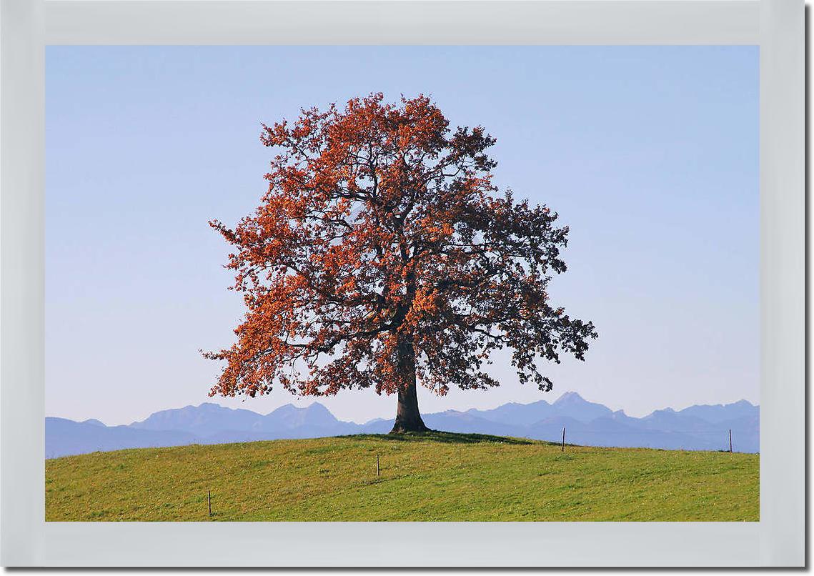 Der Baum                         von Gerhard Rossmeissl