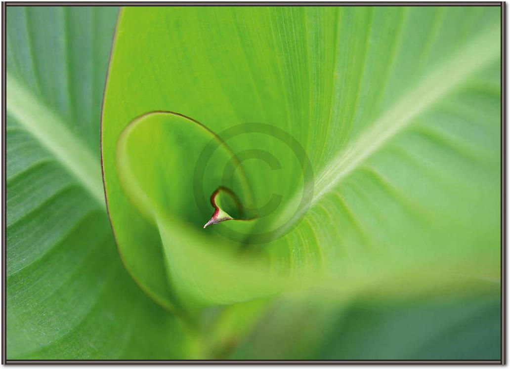 Leaf 2                           von Ortwin Klipp