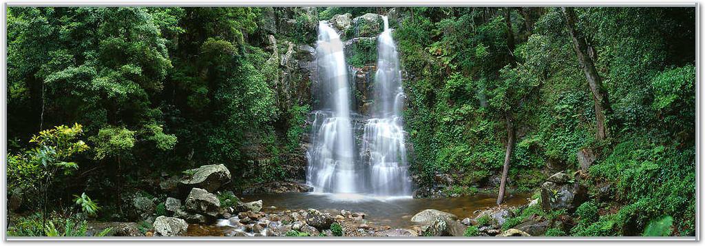 Minnamurra Rainforest            von Dee Kramer