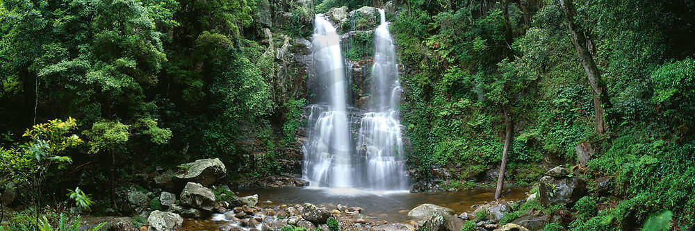 Minnamurra Rainforest            von Dee Kramer