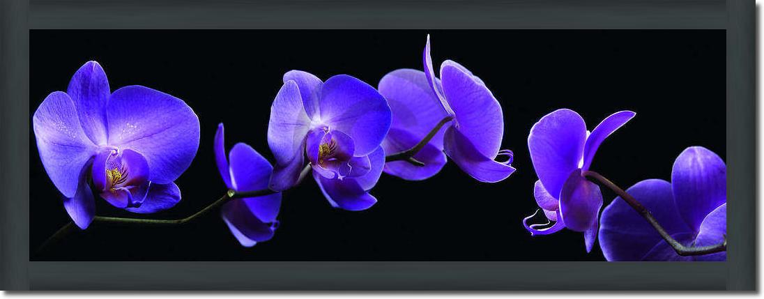 Orchidee                         von Roberto Scaroni