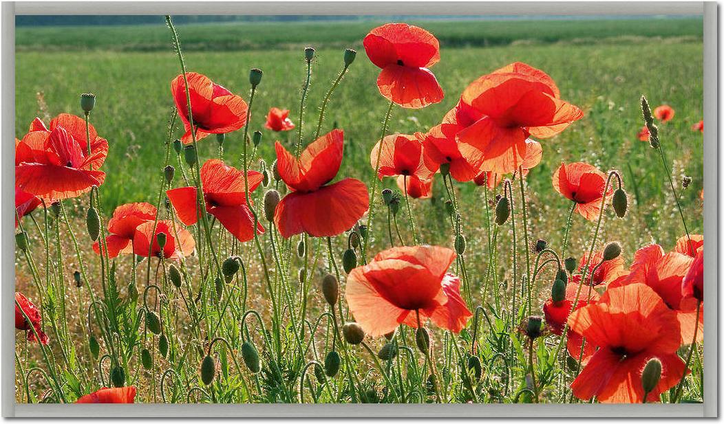 Sommerflirren                    von Sigi Loew