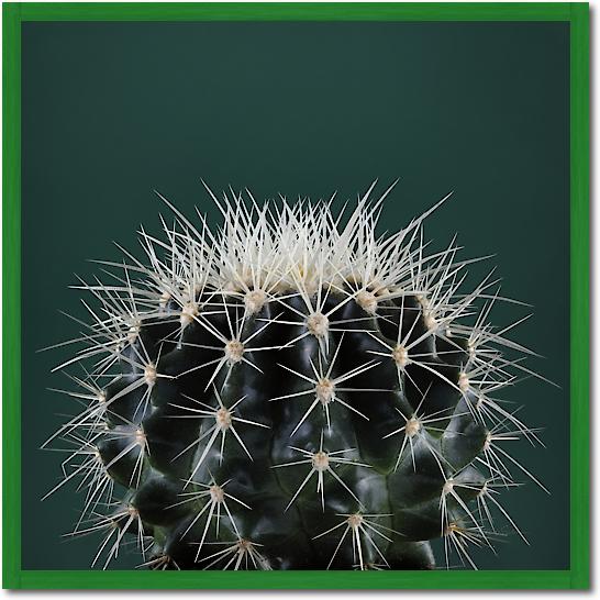 Cacti II von Andre Eichman