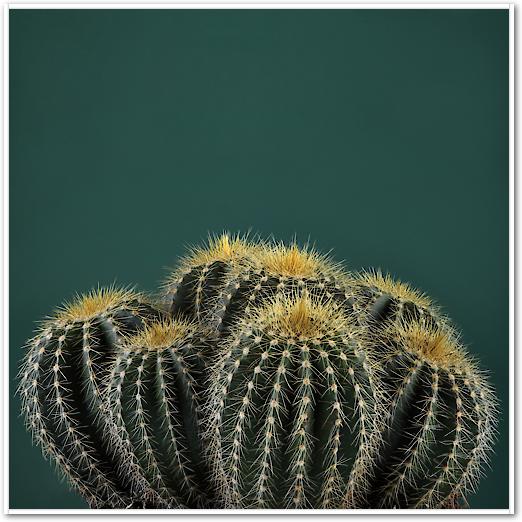 Cacti I von Andre Eichman