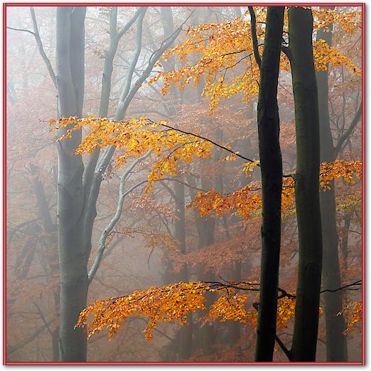 Autumn Forrest von Martin Rak