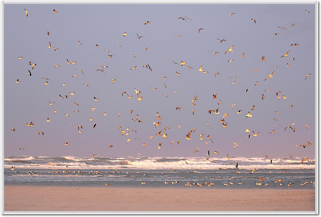 Birds von Georges-Félix Cohen