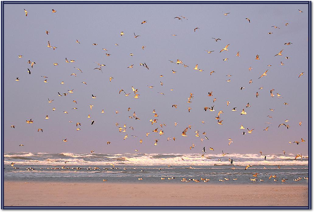 Birds von Georges-Félix Cohen