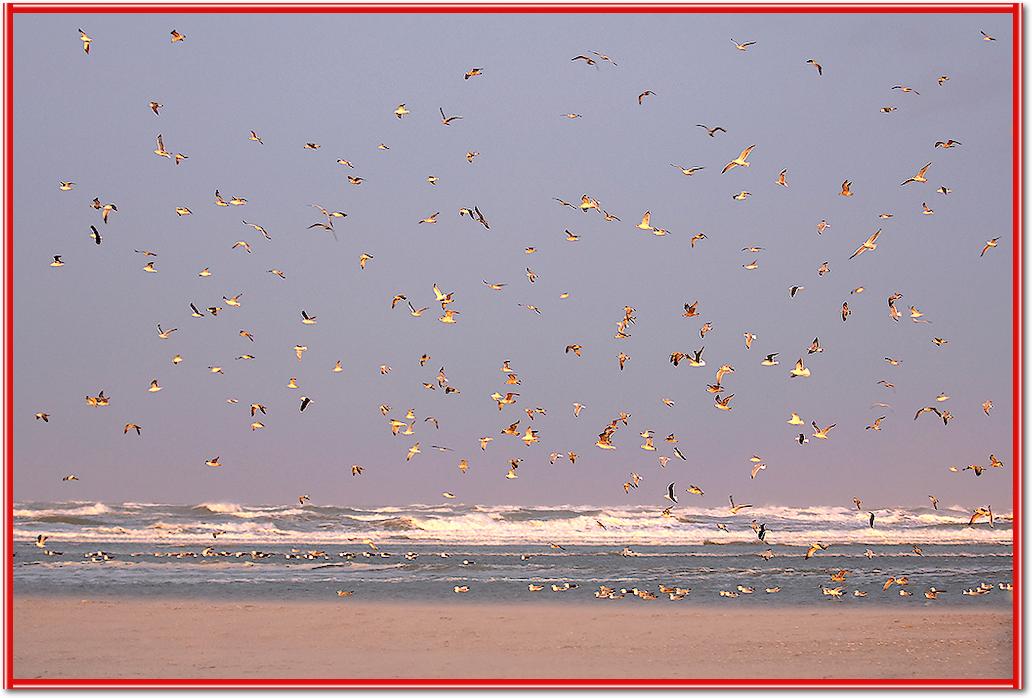 Birds von Georges-Félix Cohen