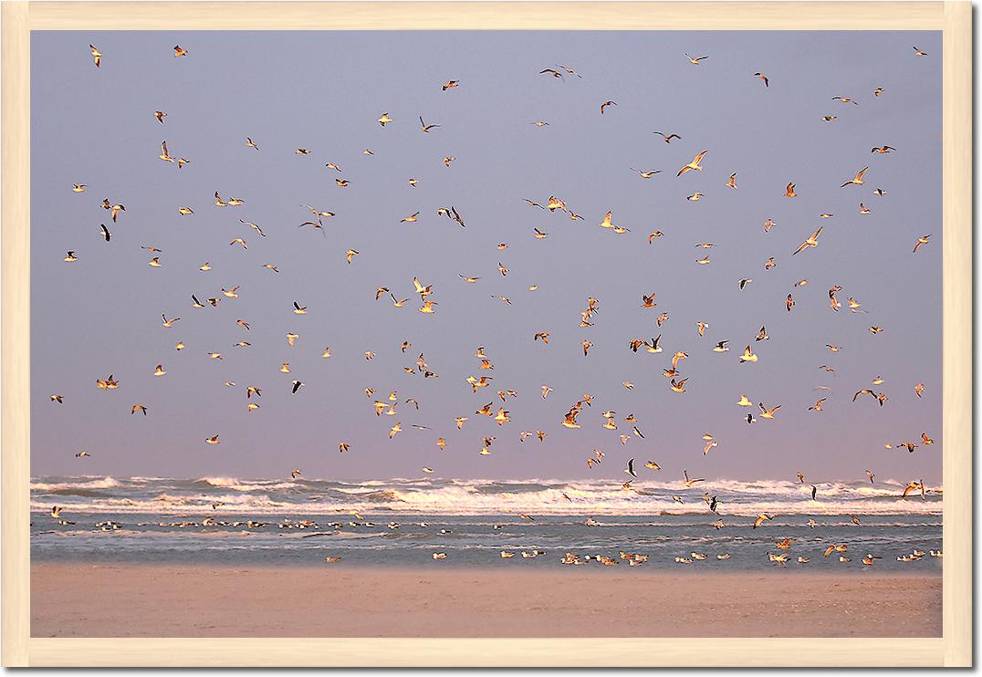 Birds von Georges-Félix Cohen