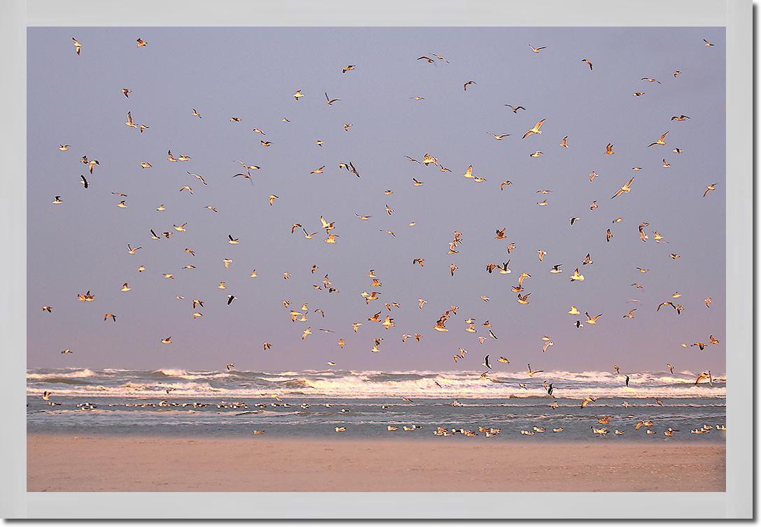 Birds von Georges-Félix Cohen