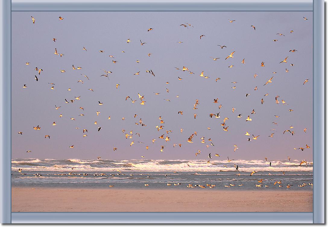 Birds von Georges-Félix Cohen