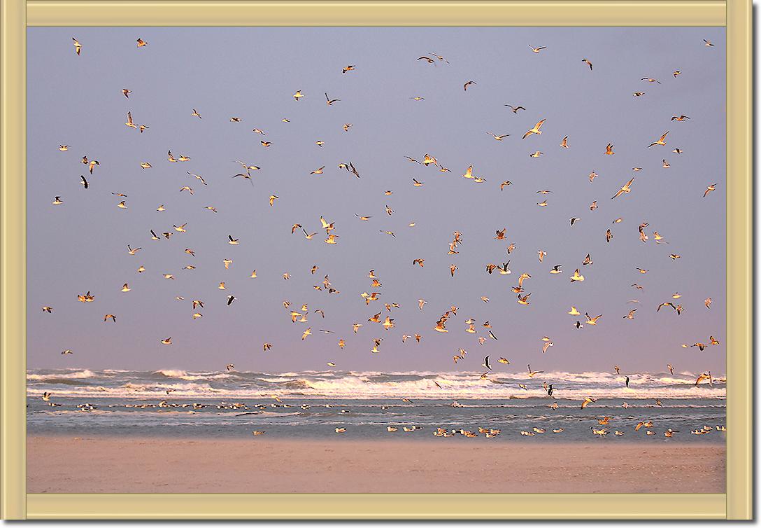 Birds von Georges-Félix Cohen