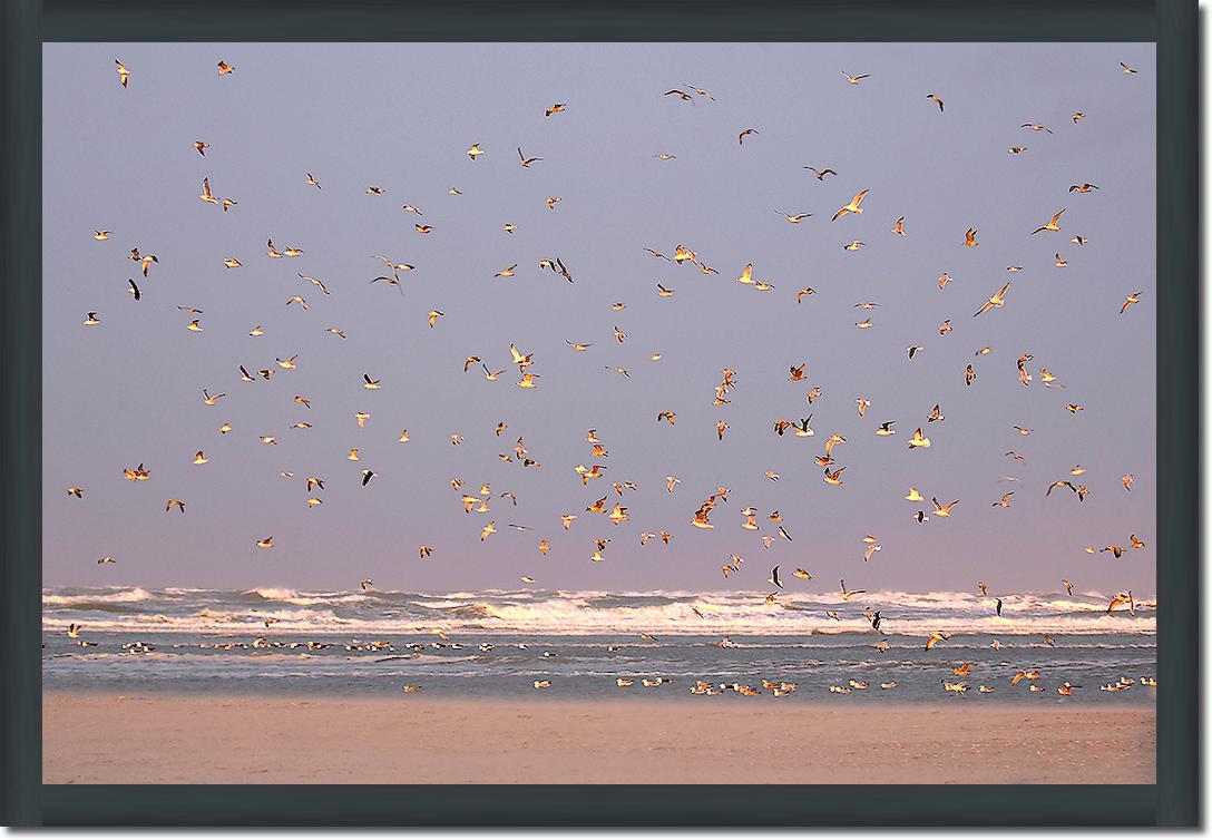 Birds von Georges-Félix Cohen