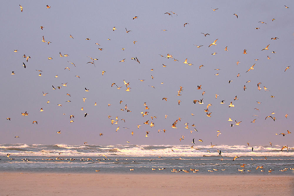 Birds von Georges-Félix Cohen