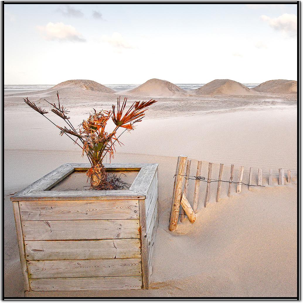 La magie des dunes von Georges-Félix Cohen