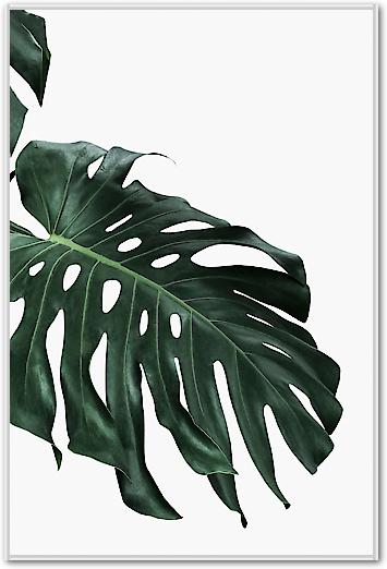 Monstera I von Sisi & Seb