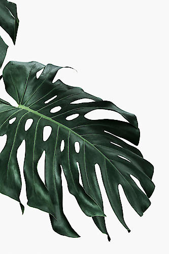 Monstera I von Sisi & Seb