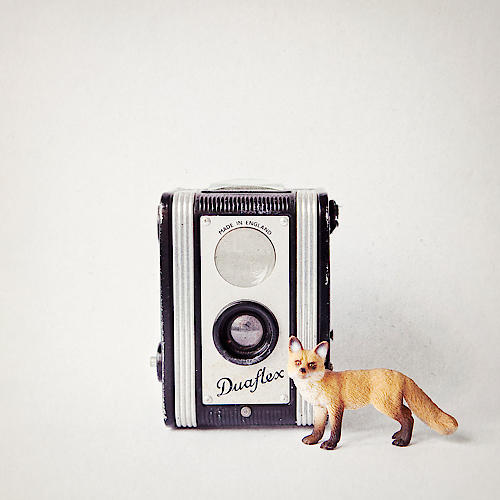 Fox & Vintage Camera von Susannah Tucker Photography