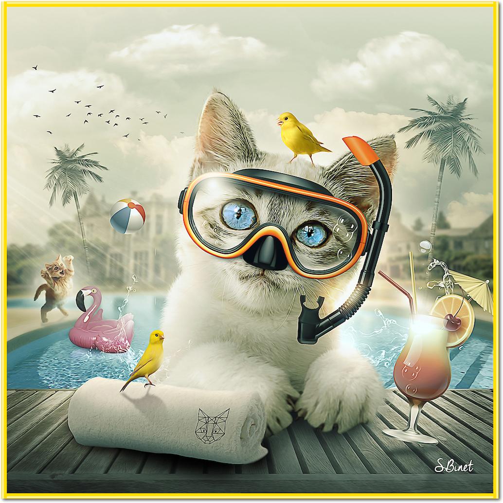 Cat piscine von Sylvain Binet