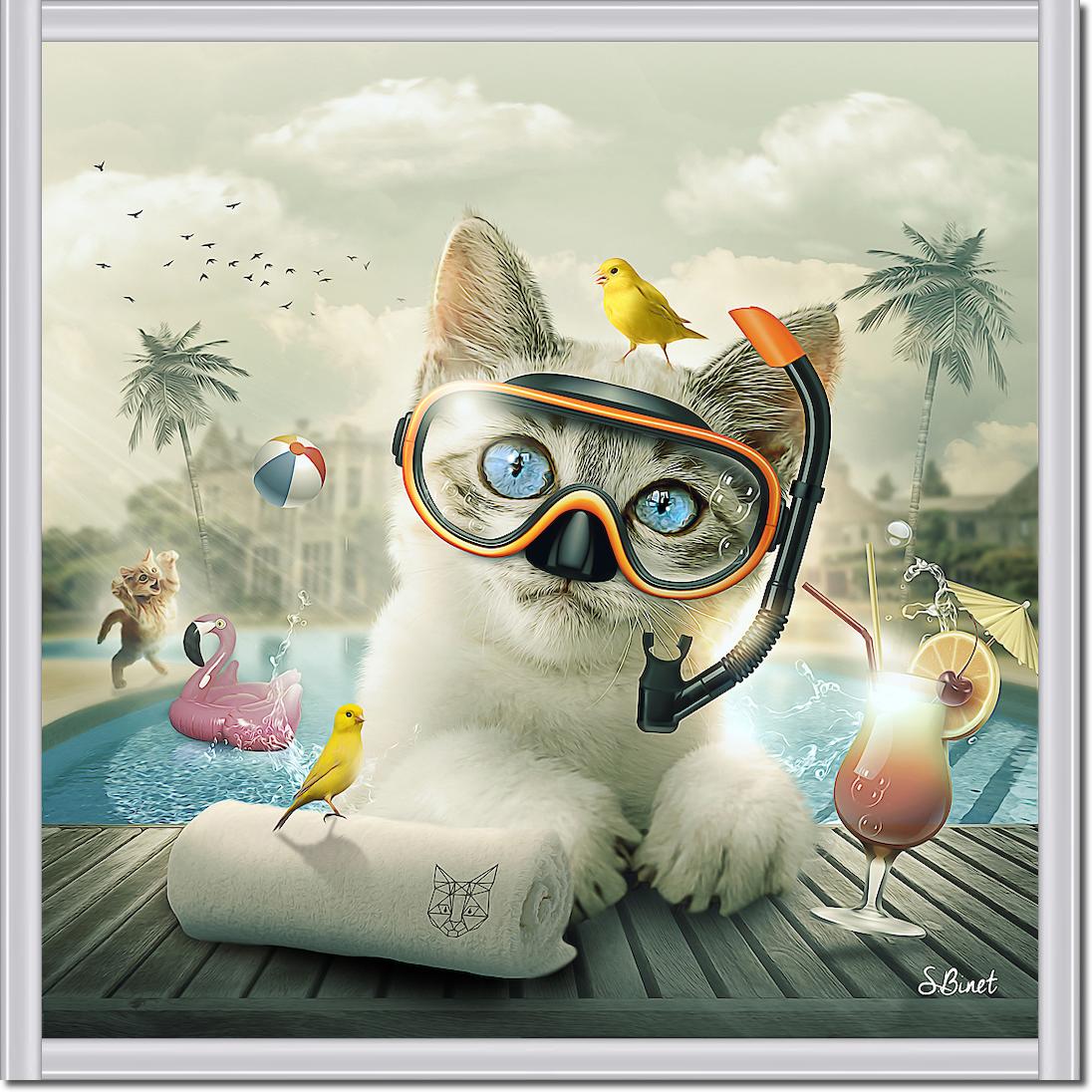 Cat piscine von Sylvain Binet