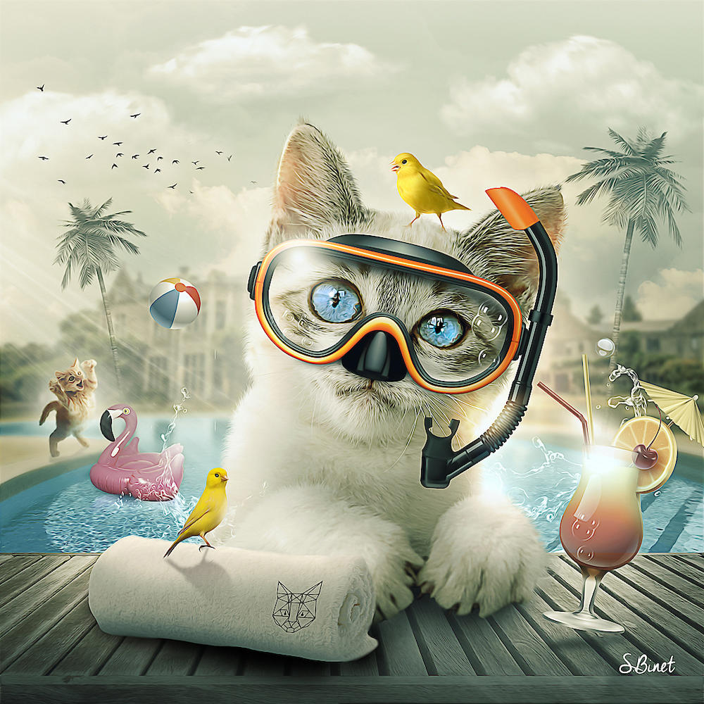 Cat piscine von Sylvain Binet