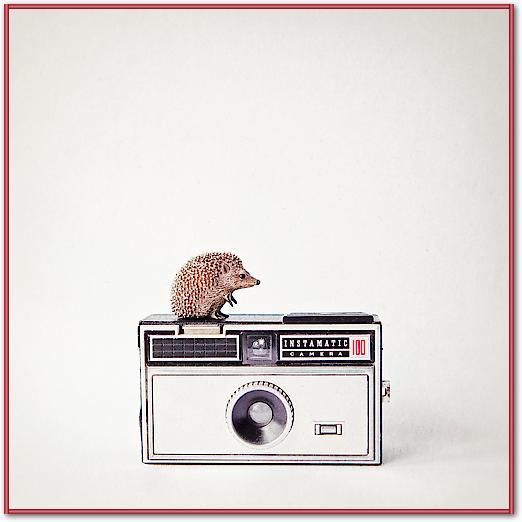 Hedgehog & Vintage Camera von Susannah Tucker Photography