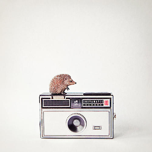 Hedgehog & Vintage Camera von Susannah Tucker Photography