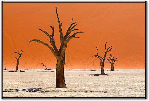 Trees of Deadvlei von Peter Hillert