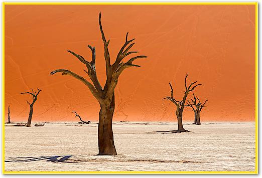 Trees of Deadvlei von Peter Hillert