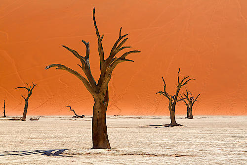 Trees of Deadvlei von Peter Hillert