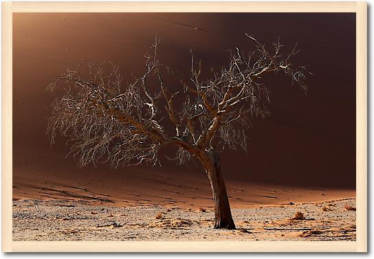 Old Tree von Peter Hillert