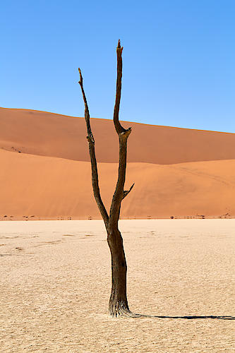 Deadvlei von Peter Hillert