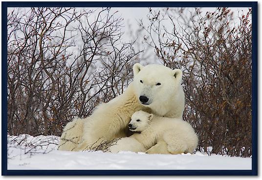 Three month old Polar Bear cubs nursing, Wapusk National Park, Manitoba, Canada von Matthias Breiter