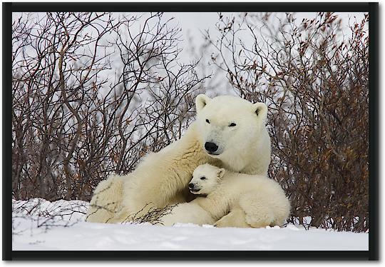 Three month old Polar Bear cubs nursing, Wapusk National Park, Manitoba, Canada von Matthias Breiter