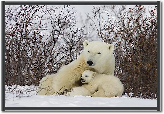 Three month old Polar Bear cubs nursing, Wapusk National Park, Manitoba, Canada von Matthias Breiter