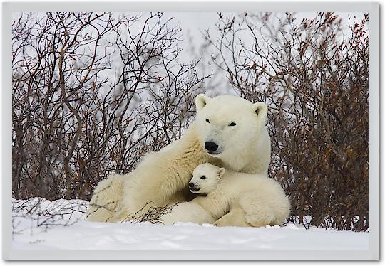 Three month old Polar Bear cubs nursing, Wapusk National Park, Manitoba, Canada von Matthias Breiter