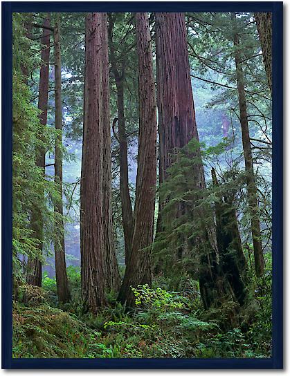 Old growth forest of Coast Redwood stand Del Norte Coast Redwoods State Park, California von Tim Fitzharris