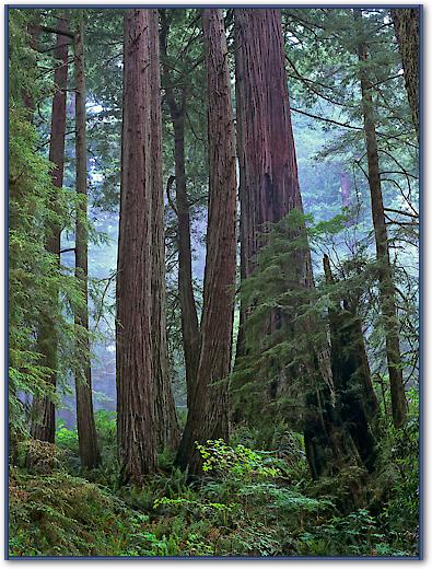 Old growth forest of Coast Redwood stand Del Norte Coast Redwoods State Park, California von Tim Fitzharris
