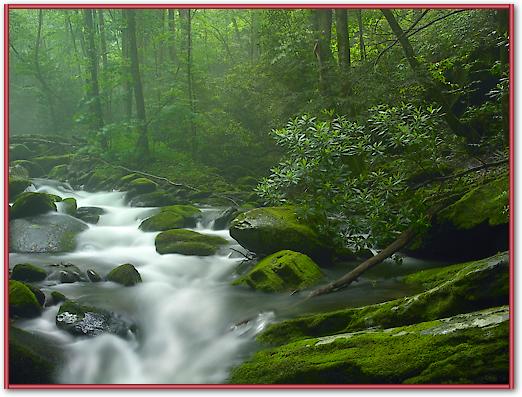 Roaring Fork River flowing through forest in Great Smoky Mountains National Park, Tennessee von Tim Fitzharris