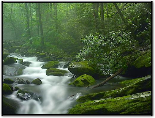 Roaring Fork River flowing through forest in Great Smoky Mountains National Park, Tennessee von Tim Fitzharris