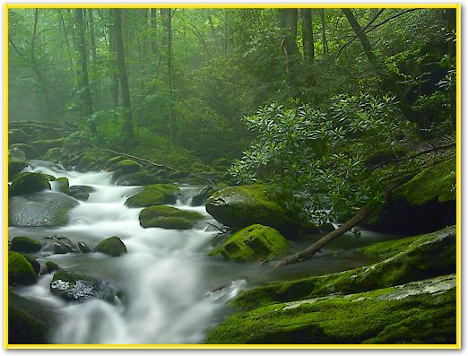 Roaring Fork River flowing through forest in Great Smoky Mountains National Park, Tennessee von Tim Fitzharris