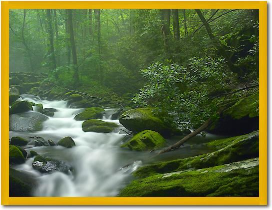 Roaring Fork River flowing through forest in Great Smoky Mountains National Park, Tennessee von Tim Fitzharris